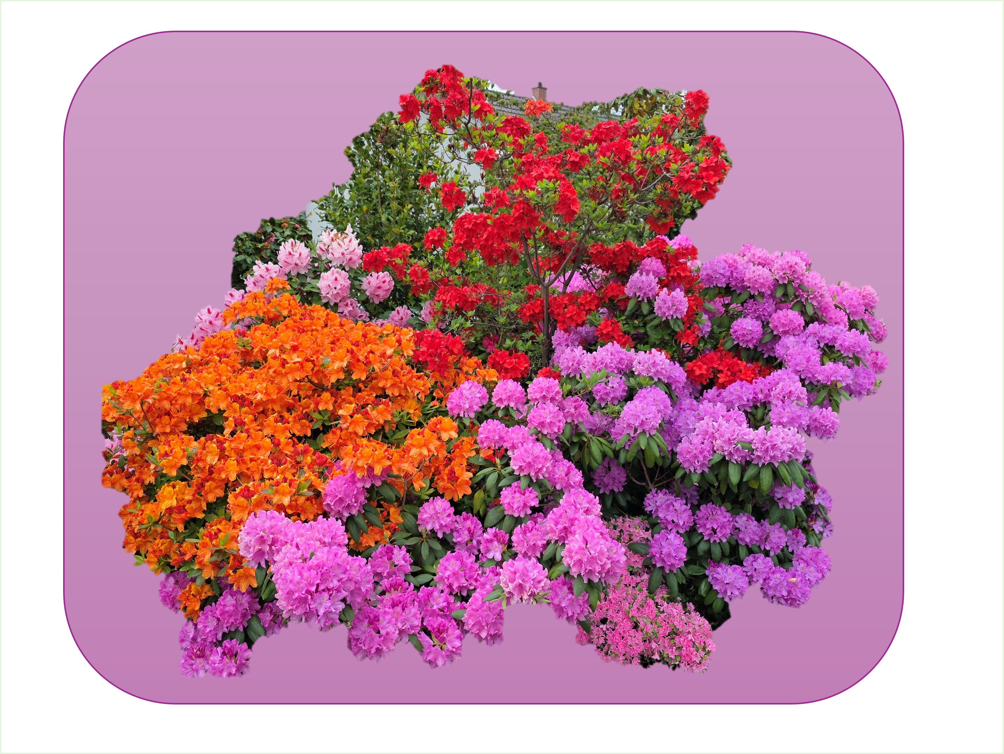 Gartenbild